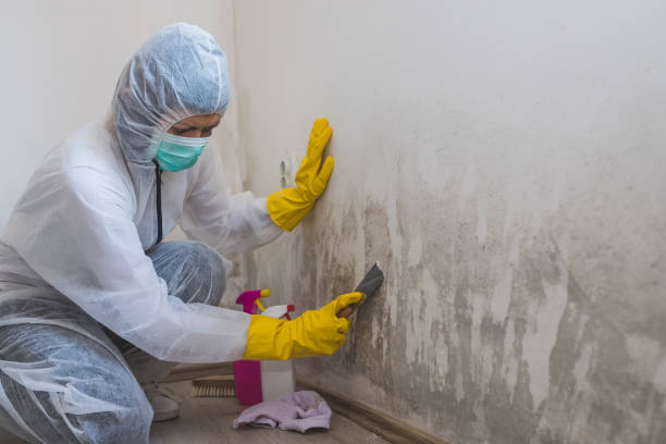 Best Insurance-Related Mold Remediation in Lakewood Park, FL