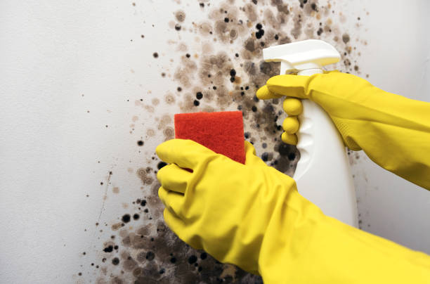 Best Basement Mold Remediation in Lakewood Park, FL