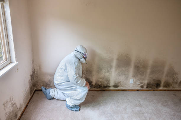 Best White Mold Remediation in Lakewood Park, FL